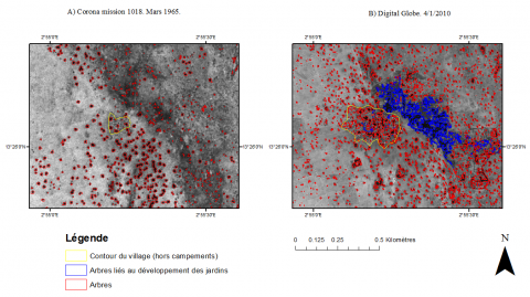 Figure 13. Évolution du paysage végétal autour du village de Zindarou entre 1965 et 2010. Les arbustes et petits arbres peuvent difficilement être distingués à partir de CORONA.